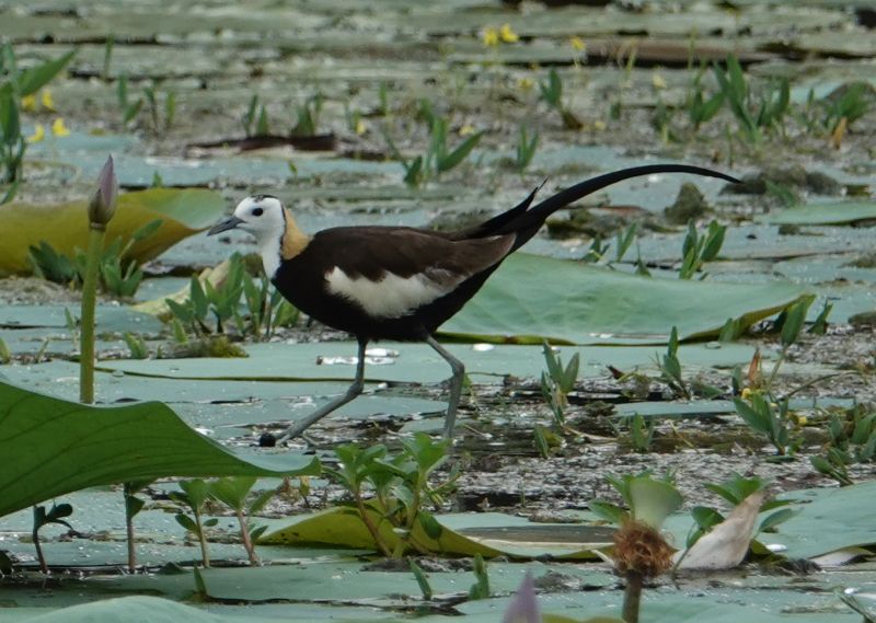 <i>Hydrophasianus chirurgus</i> (Pheasant-tailed Jacana)