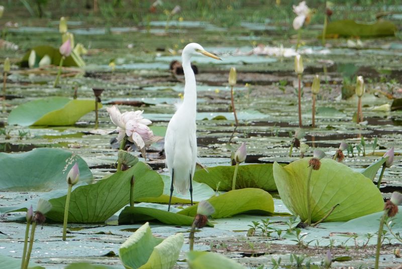<i>Ardea intermedia</i> (Intermediate Egret)