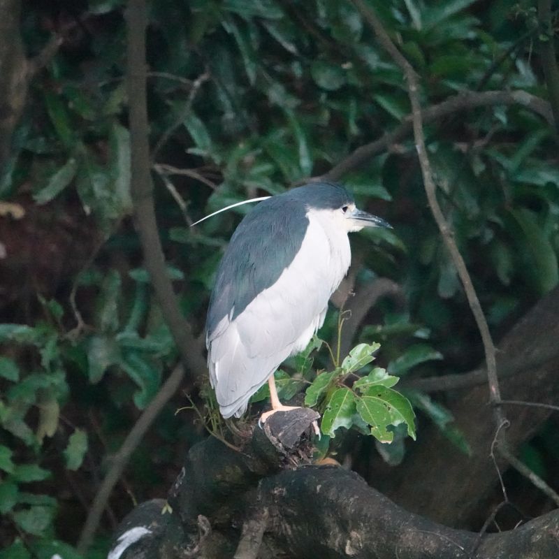 <i>Nycticorax nycticorax</i> (Black-crowned Night-Heron)