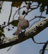 007.jpeg - 2019:02:15 05:46:03