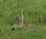 010.jpeg - 2019:02:15 05:58:01