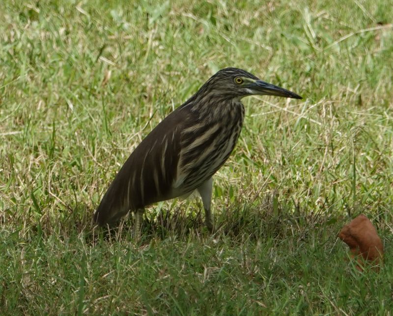 <i>Ardeola grayii</i> (Indian Pond-Heron)