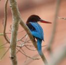 020.jpeg - 2019:02:15 07:11:09