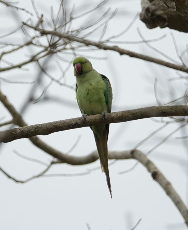 <i>Psittacula krameri</i> (Rose-ringed Parakeet)