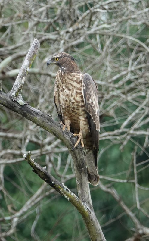 <i>Nisaetus cirrhatus</i> (Changeable Hawk-Eagle)