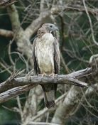 038.jpeg - 2019:02:15 07:53:08