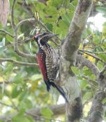 040.jpeg - 2019:02:15 08:05:14