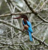 049.jpeg - 2019:02:15 08:39:57