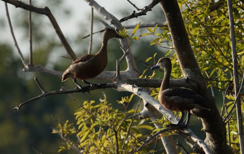 <i>Dendrocygna javanica</i> (Lesser Whistling-Duck)