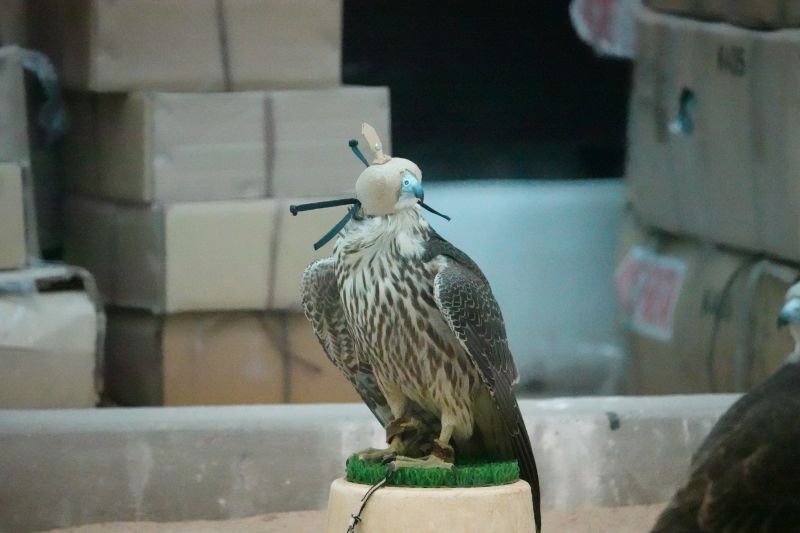 Viewing photos→2019→2019-02-17→48