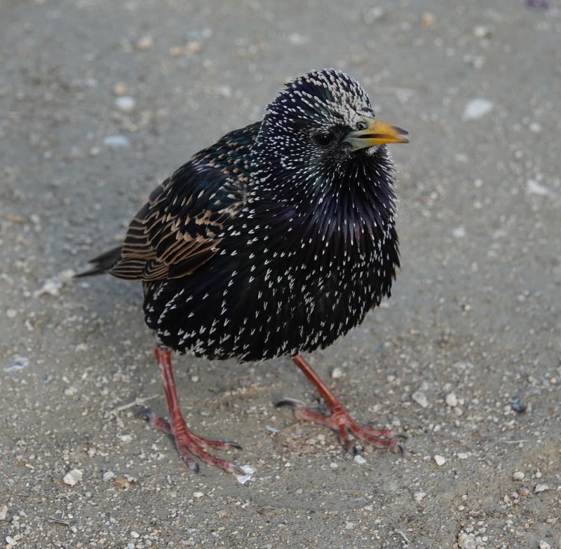 <i>Sturnus vulgaris</i> (European Starling)