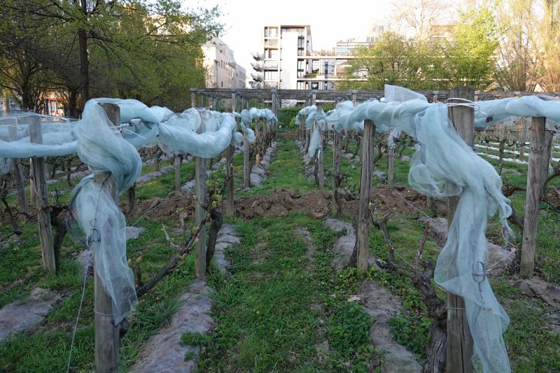 Viewing photos→2019→2019-03-31→089