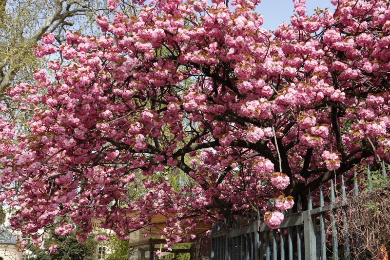 Viewing photos→2019→2019-03-31→099