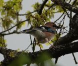 02.jpeg - 2019:04:08 10:53:57