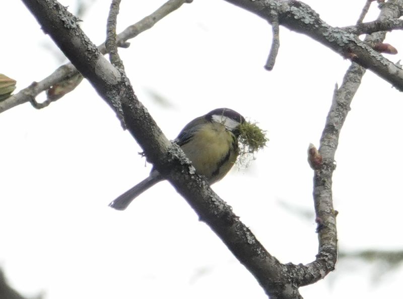 <i>Parus major</i> (Great Tit)