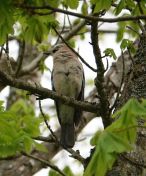 08.jpeg - 2019:04:08 11:25:08