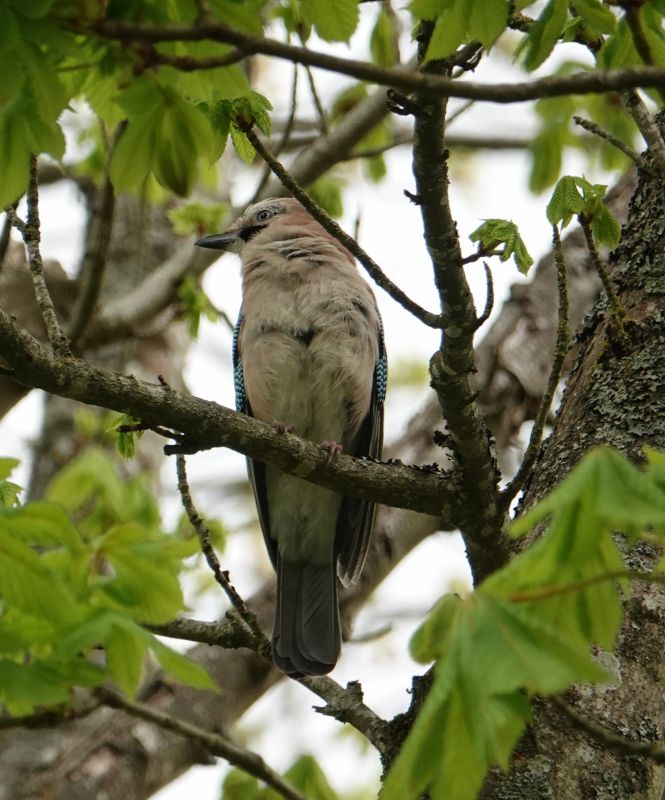 <i>Garrulus glandarius</i> (Eurasian Jay)