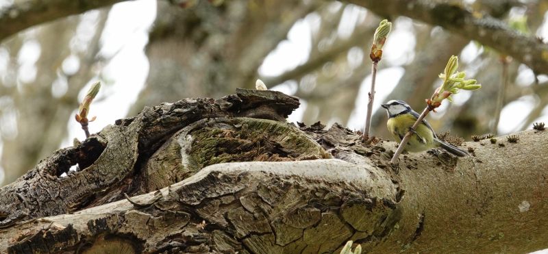 <i>Cyanistes caeruleus</i> (Eurasian Blue Tit)