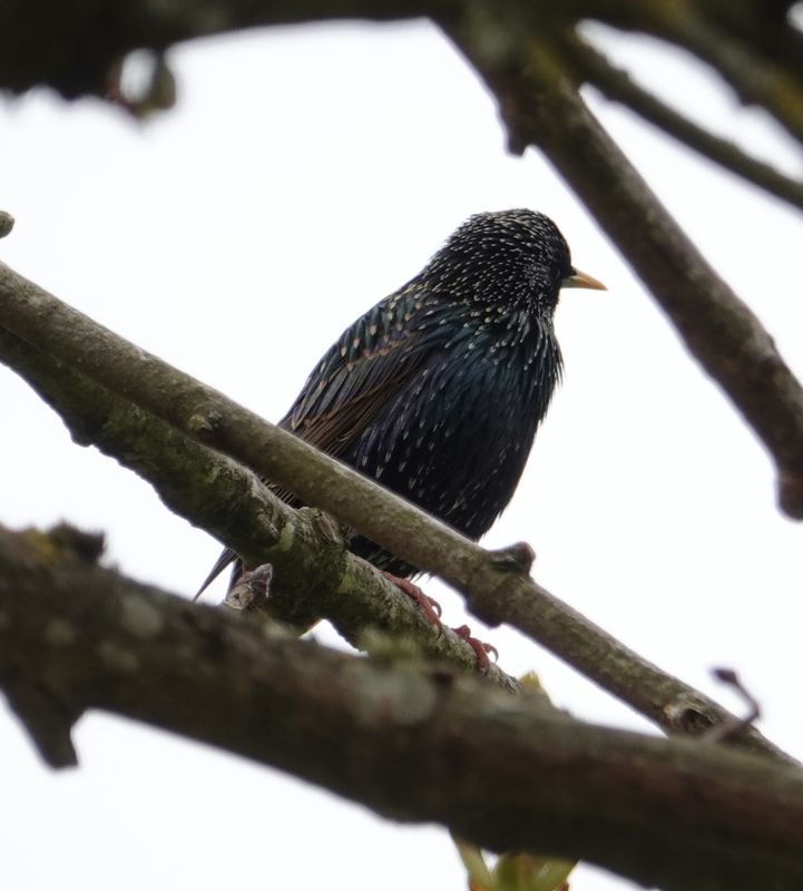 <i>Sturnus vulgaris</i> (European Starling)