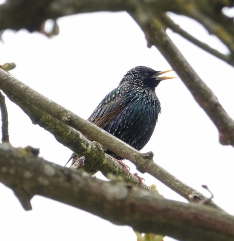 <i>Sturnus vulgaris</i> (European Starling)