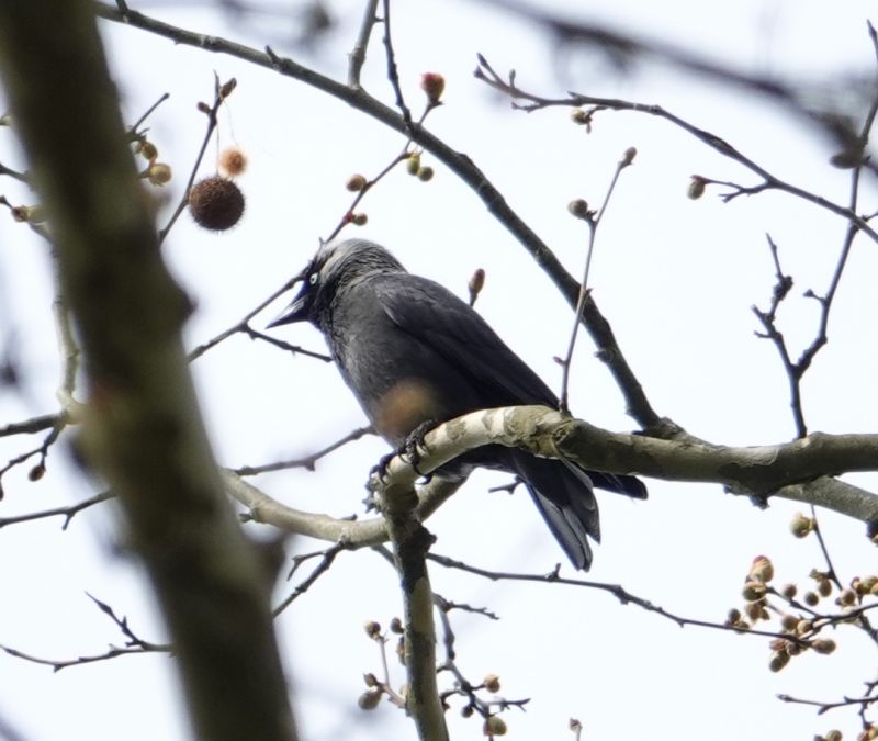 <i>Corvus monedula</i> (Eurasian Jackdaw)
