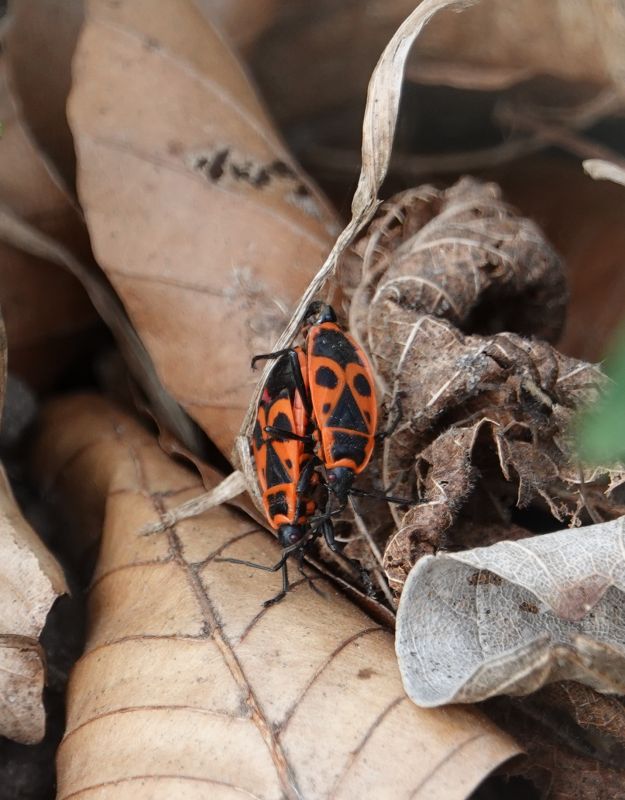 <i>Pyrrhocoris apterus</i> (European Firebug)
