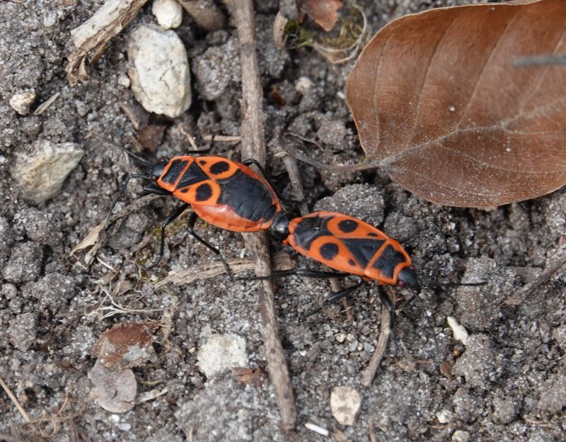 <i>Pyrrhocoris apterus</i> (European Firebug)