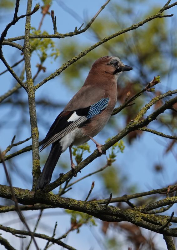 <i>Garrulus glandarius</i> (Eurasian Jay)