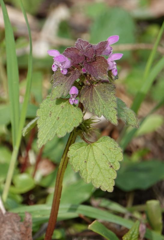 <i>Lamium purpureum</i> (red deadnettle)