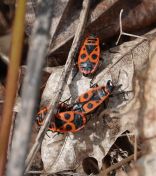 55.jpeg - 2019:04:08 14:32:56