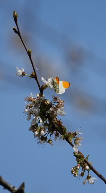 <i>Anthocharis cardamines</i> (orange-tip)