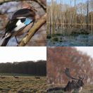 2019-04-14<br/>
<b>Jægersborg Hegn og Dyrehaven</b>
