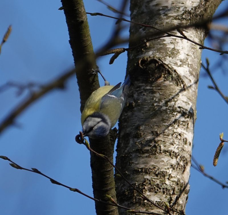<i>Cyanistes caeruleus</i> (Eurasian Blue Tit)