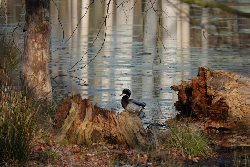 <i>Anas platyrhynchos</i> (Mallard)