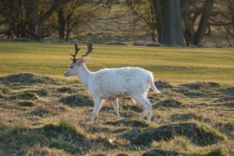 <i>Dama dama</i> (European Fallow Deer)