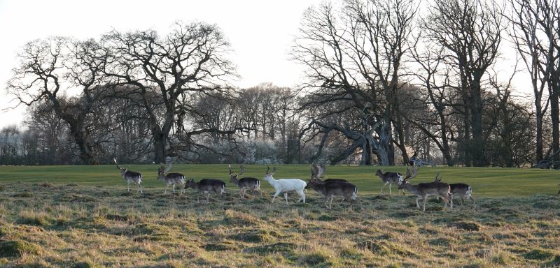 <i>Dama dama</i> (European Fallow Deer)
