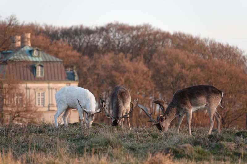 <i>Dama dama</i> (European Fallow Deer)