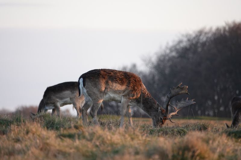 <i>Dama dama</i> (European Fallow Deer)