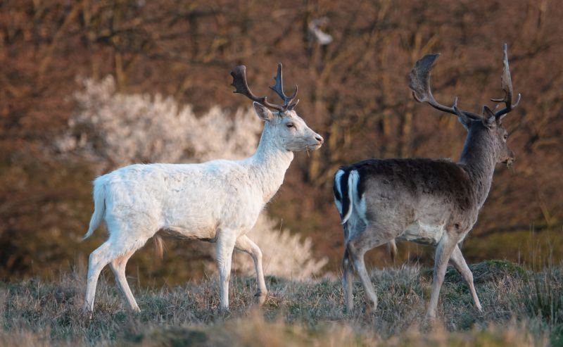 <i>Dama dama</i> (European Fallow Deer)