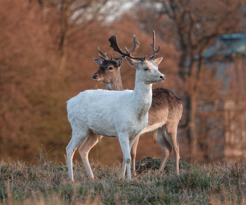 <i>Dama dama</i> (European Fallow Deer)
