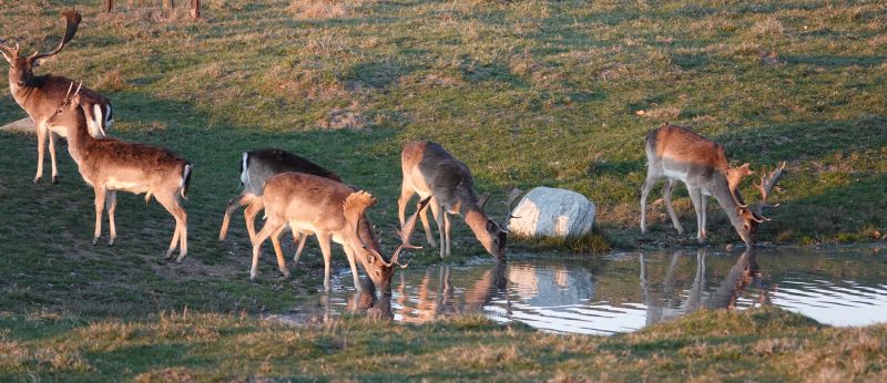<i>Dama dama</i> (European Fallow Deer)