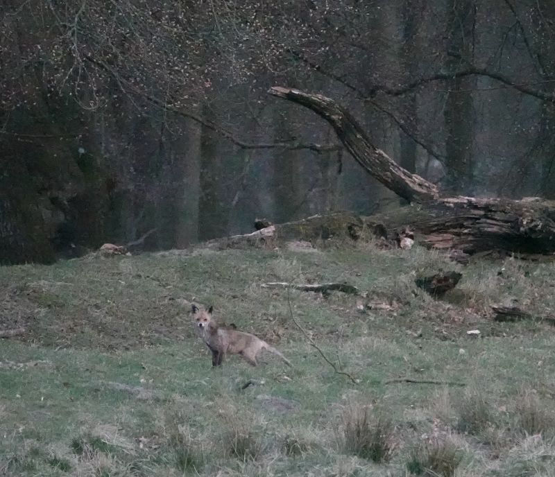 <i>Vulpes vulpes</i> (Red Fox)