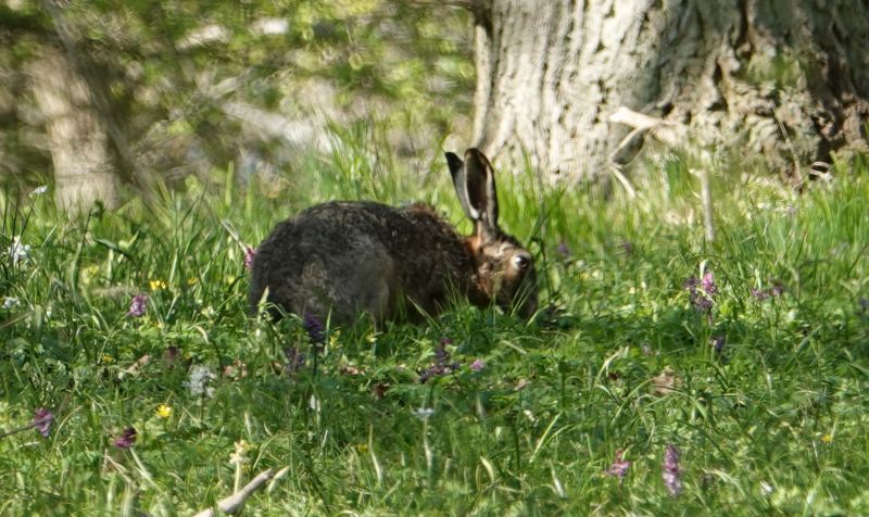 <i>Lepus</i> (Hares and Jackrabbits)