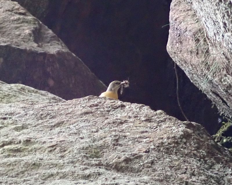 <i>Motacilla flava</i> (Western Yellow Wagtail)
