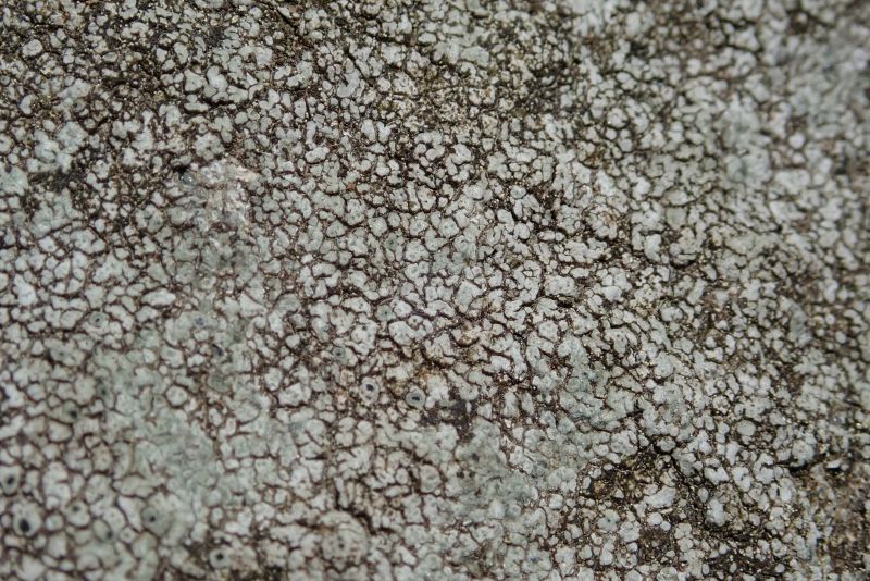 <i>Aspicilia</i> (Sunken Disk Lichens)