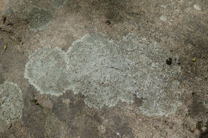 <i>Aspicilia</i> (Sunken Disk Lichens)