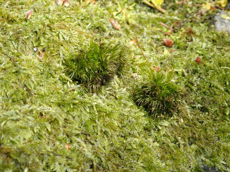 <i>Bryopsida</i> (true mosses)