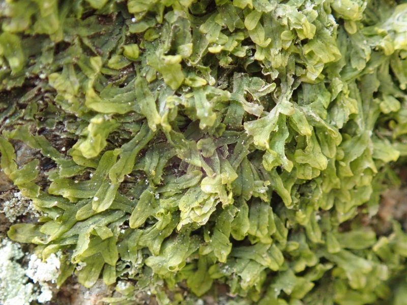 <i>Metzgeria furcata</i> (Forked Veilwort)