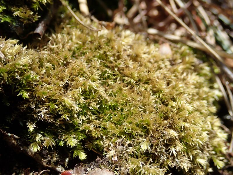 <i>Bryophyta</i> (mosses)
