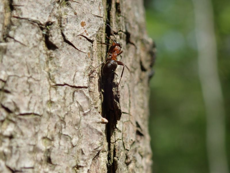<i>Formica</i> (Wood, Mound, and Field Ants)